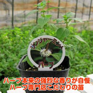 ハーブ 苗 ジンジャーミント(種類 栽培 ハー...の詳細画像1