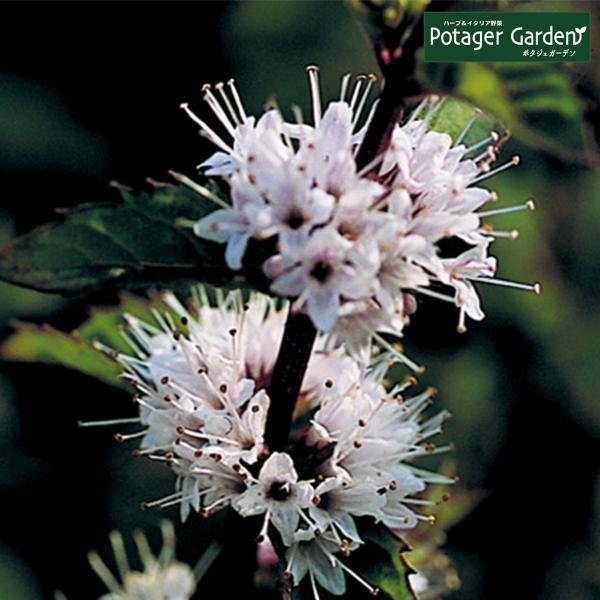 ハーブ 苗 ニホンハッカ ノースミント（種類 栽培 ハーブティー ハーブガーデン ミントオイル 育て...