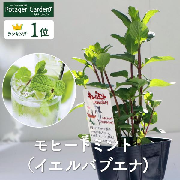 ハーブ 苗 イエルバブエナ（種類 栽培 モヒートミント モヒート カクテル ハーブティー ハーブガー...