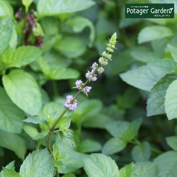 ハーブ 苗 ラベンダーミント（種類 栽培 ハーブティー ハーブガーデン ミントオイル 育て方 苗木 ...