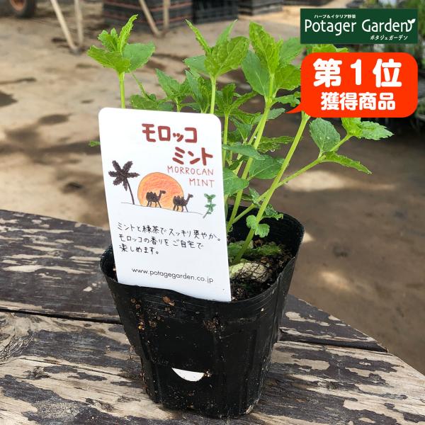ハーブ 苗 モロッコミント（ミントティー 種類 栽培 ハーブガーデン ミントオイル 育て方 苗木 果...