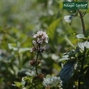 ハーブ 苗 オレンジミント（種類 栽培 ハーブティー ハーブガーデン ミントオイル 育て方 苗木 果樹 栽培キット 栽培セット）