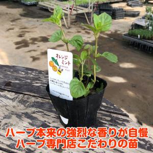 ハーブ 苗 オレンジミント(種類 栽培 ハーブ...の詳細画像1