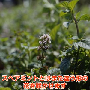 ハーブ 苗 オレンジミント(種類 栽培 ハーブ...の詳細画像3