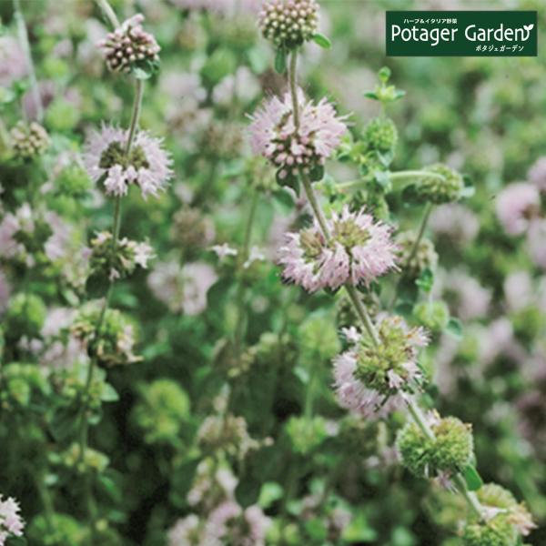 ハーブ 苗 ペニーロイヤルミント（虫除け 種類 栽培 ハーブティー ハーブガーデン ミントオイル 育...