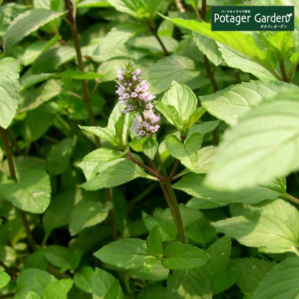 ハーブ 苗 ペパーミント（種類 栽培 ハーブティー ハーブガーデン ミントオイル 育て方 苗木 果樹...