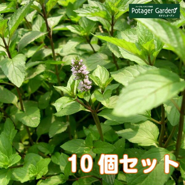 ハーブ 苗 セット ペパーミント 10個（種類 栽培 ハーブティー ハーブガーデン 花 ガーデニング...
