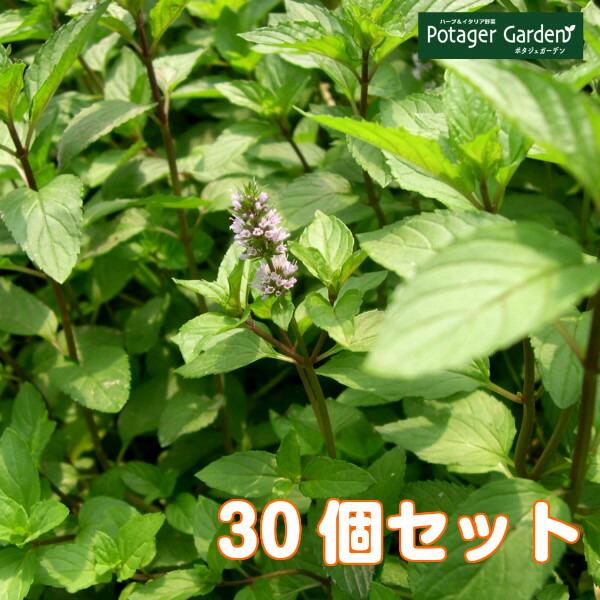 ハーブ 苗 セット ペパーミント 30個（種類 栽培 ハーブティー ハーブガーデン 花 ガーデニング...