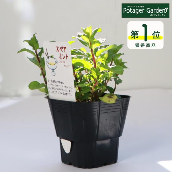 ハーブ 苗 スペアミント（種類 栽培 ハーブティー ハーブガーデン ミントオイル 育て方 苗木 果樹...