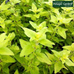 花オレガノ 種類の商品一覧 通販 Yahoo ショッピング