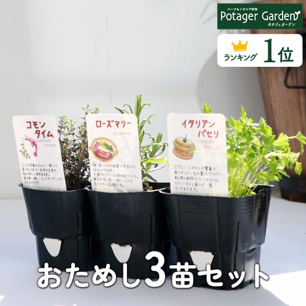 ハーブ 苗 セット 3個（種類 一覧 栽培 画像 花 虫除け 寄せ植え 栽培 初心者 ミント おまか...
