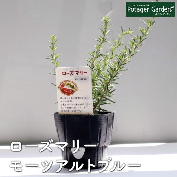 ハーブ 苗 ローズマリー モーツアルト（種類 栽培 ハーブティー ハーブガーデン 花 茶 オイル プ...