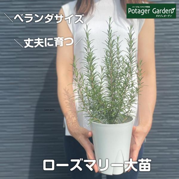 ハーブ 苗 ローズマリー 立性 プラ製プランター（種類 栽培 ハーブティー 花 茶 オイル プランタ...