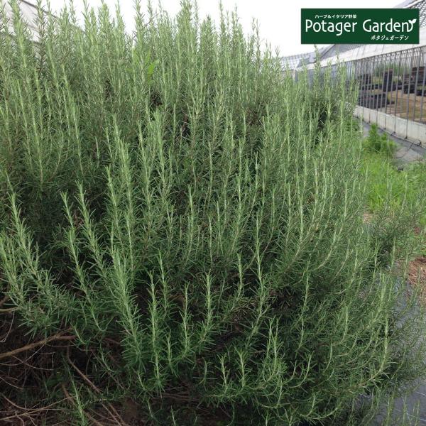 ハーブ 苗 ローズマリー アープ（種類 栽培 ハーブティー ハーブガーデン 花 茶 オイル プランタ...
