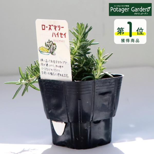 ハーブ 苗 ローズマリー 這性（種類 栽培 ハーブティー ハーブガーデン 花 茶 オイル プランター...