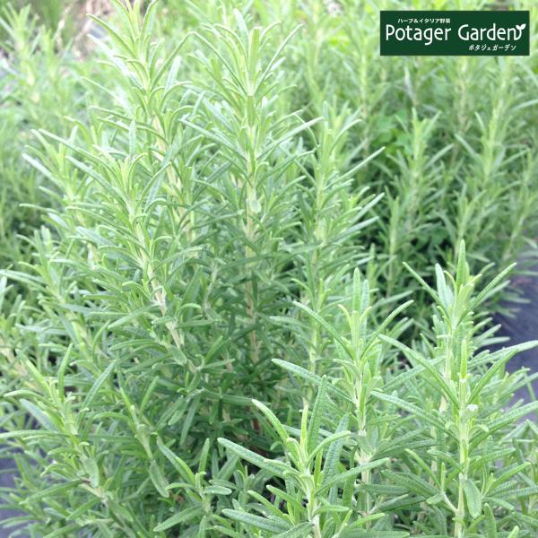 ハーブ 苗 ローズマリー マリンブルー（種類 栽培 ハーブティー ハーブガーデン 花 茶 オイル プ...