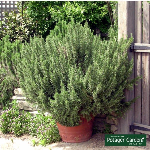 ハーブ 苗 ローズマリー レックス（種類 栽培 ハーブティー ハーブガーデン 花 茶 オイル プラン...