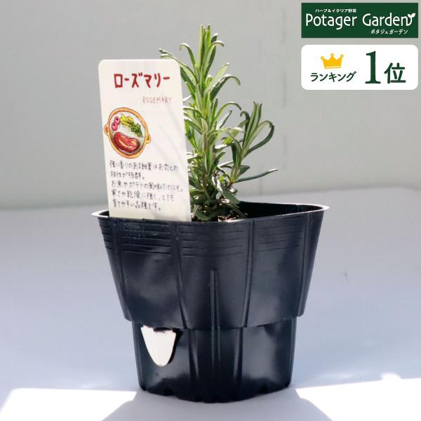 ハーブ 苗 ローズマリー 立性（種類 栽培 ハーブティー ハーブガーデン 花 茶 オイル プランター...