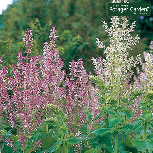 ハーブ 苗 クラリーセージ（種類 栽培 ハーブティー ハーブガーデン 浄化 葉 花 ガーデニング 苗...