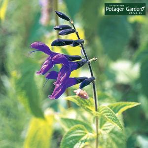 ハーブ苗 ハーブ種類 セージ 苗 花 ガーデニング 通販 Yahoo ショッピング