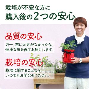 パイナップルセージ 苗 の商品一覧 花 ガーデニング 通販 Yahoo ショッピング