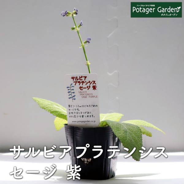 ハーブ 苗 セージ プラテンシス（種類 栽培 ハーブティー ハーブガーデン 浄化 葉 花 ガーデニン...