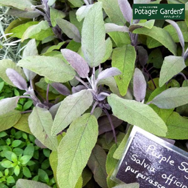 ハーブ 苗 パープルセージ（種類 栽培 ハーブティー ハーブガーデン 浄化 葉 花 ガーデニング 苗...