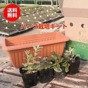ハーブ 栽培キット（種類 栽培 苗 画像 種 寄せ植え