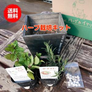 ハーブ苗のポタジェガーデン