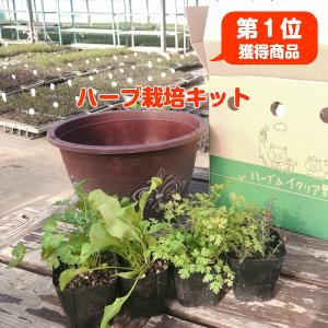 ハーブ 栽培キット（種類 栽培 苗 寄せ植え 初心者 花