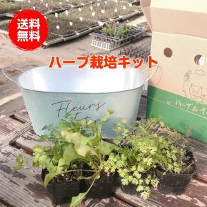 ハーブ 栽培キット（種類 栽培 苗 画像 種 寄せ植え 初心者 花 ハーブティー ハーブガーデン 送料無料）モダンラスティブリキ オーバルL 青