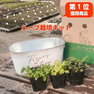 ハーブ苗のポタジェガーデン