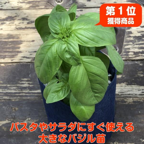 ハーブ 栽培キット スイートバジル（種類 栽培 ハーブティー ハーブガーデン プランター 育て方 花...