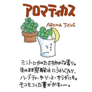 ハーブ 苗 アロマティカス(種類 栽培 ハーブ...の詳細画像1