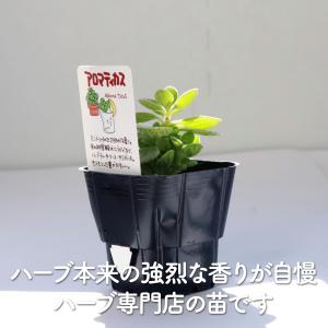 ハーブ 苗 アロマティカス(種類 栽培 ハーブ...の詳細画像2