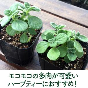 ハーブ 苗 アロマティカス(種類 栽培 ハーブ...の詳細画像3