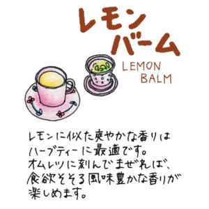 ハーブ 苗 レモンバーム(種類 栽培 ハーブガ...の詳細画像1