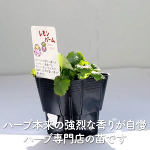 ハーブ 苗 レモンバーム(種類 栽培 ハーブガ...の詳細画像2