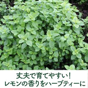 ハーブ 苗 レモンバーム(種類 栽培 ハーブガ...の詳細画像3