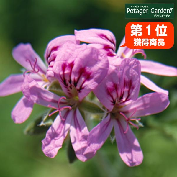 ハーブ 苗 ローズゼラニウム（種類 栽培 ハーブガーデン ハーブティー 花 ガーデニング 栽培キット...
