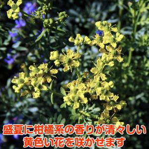 ルー ハーブ 花 ガーデニング の商品一覧 通販 Yahoo ショッピング