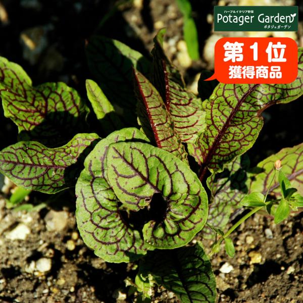 ハーブ 苗 ルメックス レッドソレル（種類 栽培 ハーブガーデン ハーブティー 花 ガーデニング 栽...