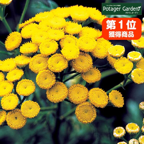 ハーブ 苗 タンジー（種類 栽培 ハーブガーデン ハーブティー 花 ガーデニング 栽培キット）