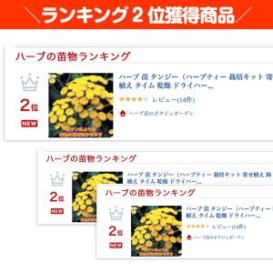 ハーブ 苗 タンジー(種類 栽培 ハーブガーデ...の詳細画像1