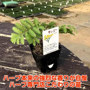 ハーブ 苗 タンジー(種類 栽培 ハーブガーデ...の詳細画像2