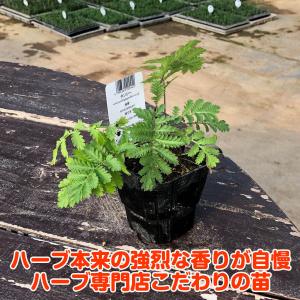 ハーブ 苗 タンジー(種類 栽培 ハーブガーデ...の詳細画像3