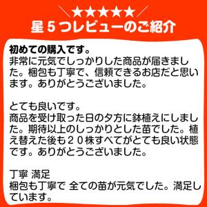 ハーブ 苗 タンジー(種類 栽培 ハーブガーデ...の詳細画像4