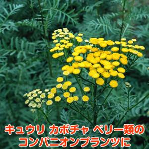 ハーブ 苗 タンジー(種類 栽培 ハーブガーデ...の詳細画像5