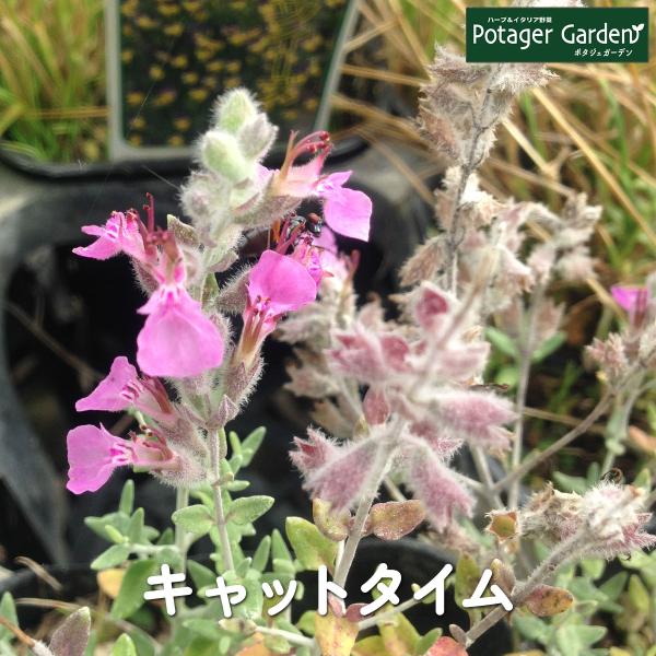 ハーブ 苗 キャットタイム（ハーブティー 種類 栽培 ハーブガーデン ガーデニング おしゃれ 苗木 ...