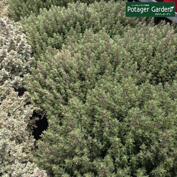 ハーブ 苗 コモンタイム（種類 栽培 ハーブティー ハーブガーデン 花 ガーデニング 苗木 果樹 栽...